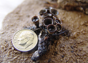 Figure 8. Bird’s Nest Fungus is common in mulch beds.