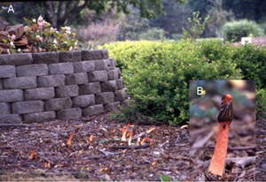 Figure 9. (A) Stinkhorns occur primarily in mulch or where organic material has been buried. (B) Flies disseminate the spores of the stinkhorn fungus.