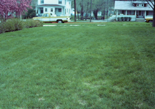 Figure 1. Turf will appear off-color from a distance and thinning will result from leaf spot and/or melting out.