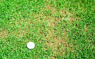 Figure 1. Gray leaf spot on perennial ryegrass. 