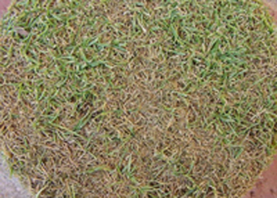 Figure 1. Anthracnose on bentgrass. Note the overall bronze color and dying tillers. 