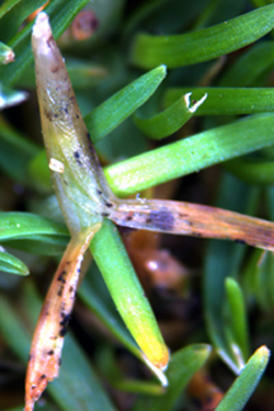 Figure 2. Fruiting structures of the anthracnose fungus (setae of the acervuli), which are visible with a 10X hand lens.