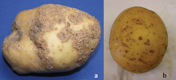 Figure 1. Potato tubers exhibiting different types of the “surface scab” lesion caused by common scab infection.