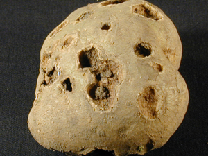 Figure 2. Potato tuber exhibiting the “pitted scab” lesion caused by common scab infection.