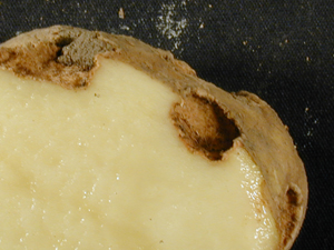 Figure 3. Cross section of a potato with “pitted scab” infection.