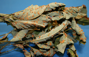 Figure 1. Leaves of ash infected with ash rust. The orange structures on the lower surface of leaves are the aecial cups in lesions. 