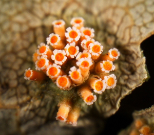 Figure 2. Closeup of distinctive pycnida and aecial “cluster” cups with orange-yellow aeciospores proliferating from the surface of infected tissue (10x magnification). 