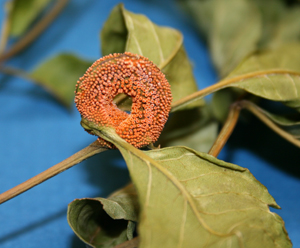 Figure 3. Ash leaf rachis (leaf stem) distorted by ash rust. 