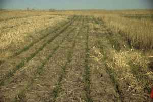 Figure 1. When converting CRP to dryland crop production in the Nebraska Panhandle, growers must consider the impact of their conversion process on soil quality, how effectively it controls CRP grasses, and the economics of each approach vs. converting the land to pasture.