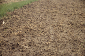 Figure 2. Although plowing effectively controls perennial grasses and downy brome, the number of tillage operations required to prepare a seedbed also pulverizes the soil and destroys much of the soil structure developed during the CRP contract. 