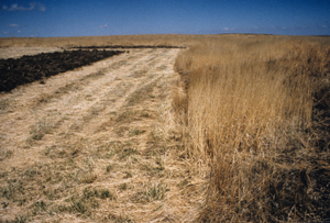 Figure 3. UNL field trials compared the effectiveness of three tillage methods in returning CRP to cropland. Shown from left to right are plowing using a moldboard plow, tandem disk, and chisel plow; reduced tillage using herbicides and non-inversion tillage; and no-till.