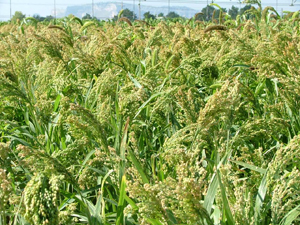 Figure 1. Proso millet nearing maturity.