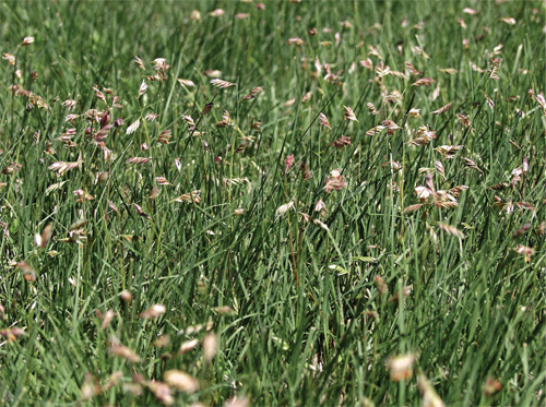 Figure 2. Male flower of buffalograss.