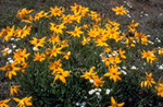 Riddell's Groundsel