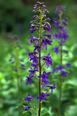 Geyer's Larkspur