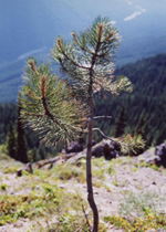 Ponderosa Pine