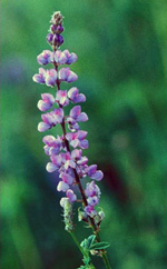 Silver Lupine