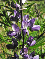 Silky Lupine