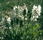 White Locoweed