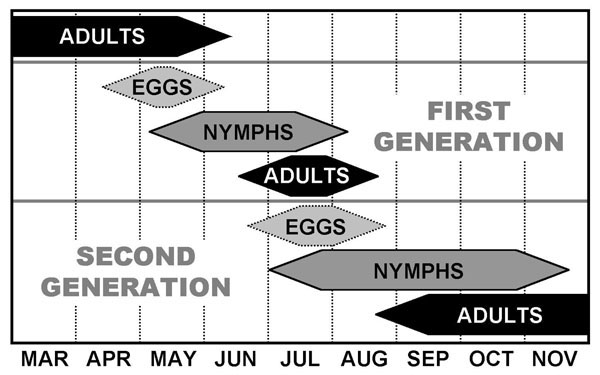 Figure 2. Life history of the western chinch bug, Blissus occiduus.