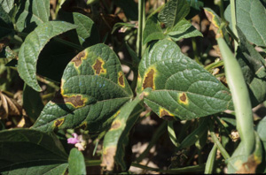 Figure 2. Narrow lemon-yellow halo surrounding large necrotic lesion, characteristic of common blight. 