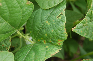 Figure 2. Bacterial brown spot lesions surrounded by yellow zones. 