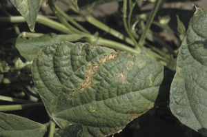 Figure 3. Bacterial brown spot lesions coalescing to form linear necrotic lesions between veins.