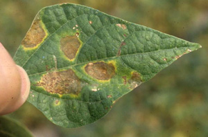 Figure 2. Common blight lesion in comparison consisting of a narrow lemon-yellow halo surrounding necrotic center. 