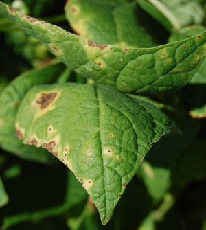 Figure 3. Necrotic center for halo blight normally remains very small. 