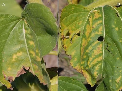 Figure 1. (a) Early symptoms consisting of small yellow areas and (b) advanced yellowing symptoms prior to development of necrosis in yellow areas.