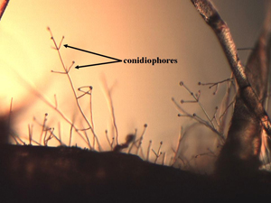 Figure 10. Characteristic morphological features of V. dahliae with “verticillate” (arranged on central axis like spokes on a wheel) arrangement of conidiophores (spore-bearing structures) in multiple whorls. 