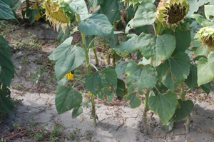 Figure 2. Interveinal yellowing and necrosis symptoms initiating on lower leaves.