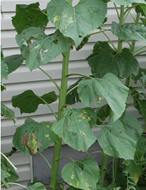 Figure 3. Mottling symptoms progressing systemically up from bottom to new leaves on stalk.