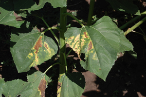 Figure 4. Leaf mottle symptoms consisting of necrotic lesions surrounded by bright yellow zones.