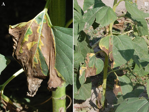 Figure 5. (a) Lower leaf on infected plant exhibiting severe symptoms and (b) progression of leaf symptoms showing more severe symptoms at the bottom of plant. Note lowest leaf on bottom that is completely dead. 