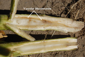 Figure 6. Reddish-brown vascular discoloration of infected plant (top) compared to a healthy stem (bottom).