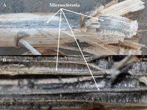 Figure 7. Infected stalk late in the season with black streaks in vascular system (a) and internal pith (b), both consisting of thousands of microsclerotia. (Figure 7b - courtesy of Sam Markell, North Dakota State University). 