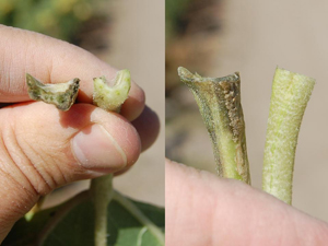 Figure 8. Black necrotic tissues of petioles attached to a symptomatic leaf from an infected plant (on left in both pictures). The pathogen was isolated from petioles.