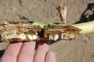 Figure 9. Advanced infection of a severely infected plant colonized by multiple root rotting organisms in lower stem and root (including V. dahliae).