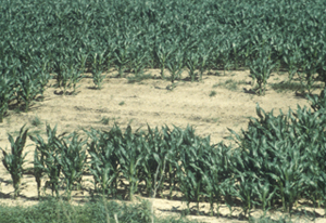 Figure 3. Yield loss due to thirteen-lined ground squirrel consumption of planted seed. Photo by Scott E. Hygnstrom.