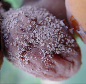 Figure 2. Brown rot mummy from an infected apricot with production of fungal spores on the surface.