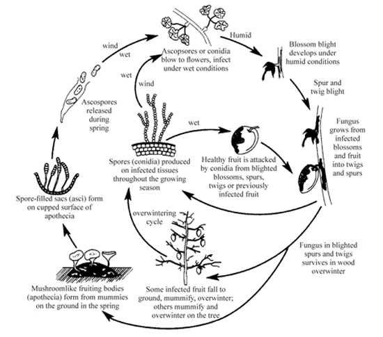 Figure 3.	Brown rot disease cycle.