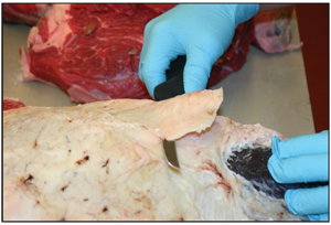 Figure 1. Representing a sample slice taken from the outer surface of the lean trim.