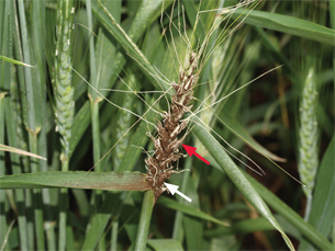 Figure 1. A loose smutted head with an olive-black spore mass (white arrow) and remnants of glumes and awns (red arrow).