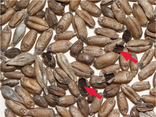 Figure 2. Wheat kernels filled with black spores (arrows) of the common bunt fungus.