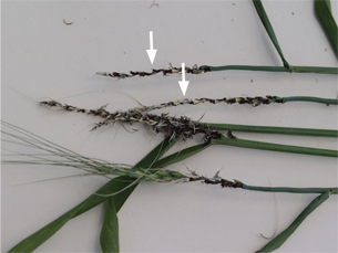 Figure 3. Spores of the loose smut fungus have been blown off, leaving an empty rachis (arrows) after complete destruction of spikelet tissues.