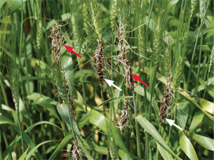 Figure 4. Loose-smutted heads in a group showing olive-black spore masses (white arrows) and remnants of awns (red arrows). 