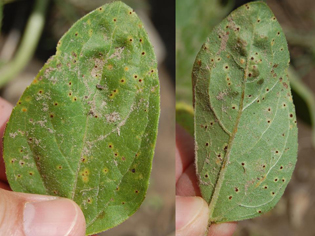 Figure 1. Reddish-brown to cinnamon-colored uredial pustules found on both upper (left) and lower (right) leaf surfaces.