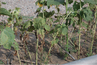 Figure 10. The same volunteers from Figure 9 now beginning to die in late July. 