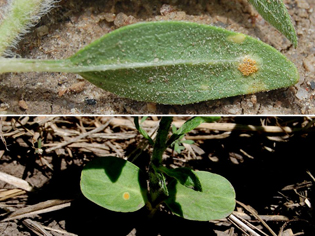 Figure 12. Aecial cups on underside of infected wild sunflower found in a ditchbank (top). Young pycnial lesion on cotyledon of volunteer found in late May 2009 on periphery of field cropped to sunflowers in 2008 (bottom).